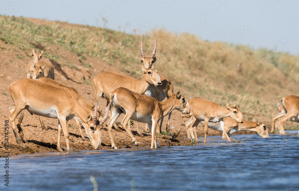 Naklejka premium Saigas at a watering place drink water and bathe during strong heat and drought. Saiga tatarica is listed in the Red Book, Chyornye Zemli (Black Lands) Nature Reserve, Kalmykia region, Russia.