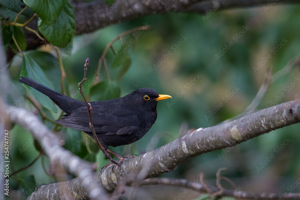 Common blackbird, bird photography Common blackbird, bird photography