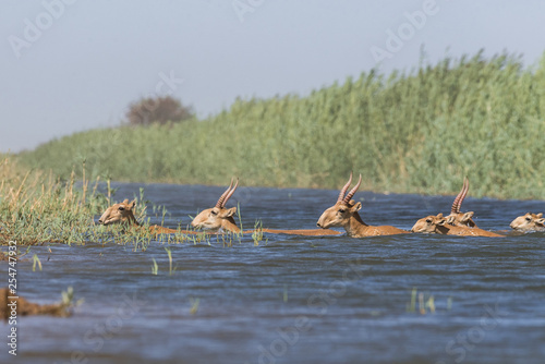 Saigas at a watering place drink water and bathe during strong heat and drought. Saiga tatarica is listed in the Red Book, Chyornye Zemli (Black Lands) Nature Reserve, Kalmykia region, Russia. photo