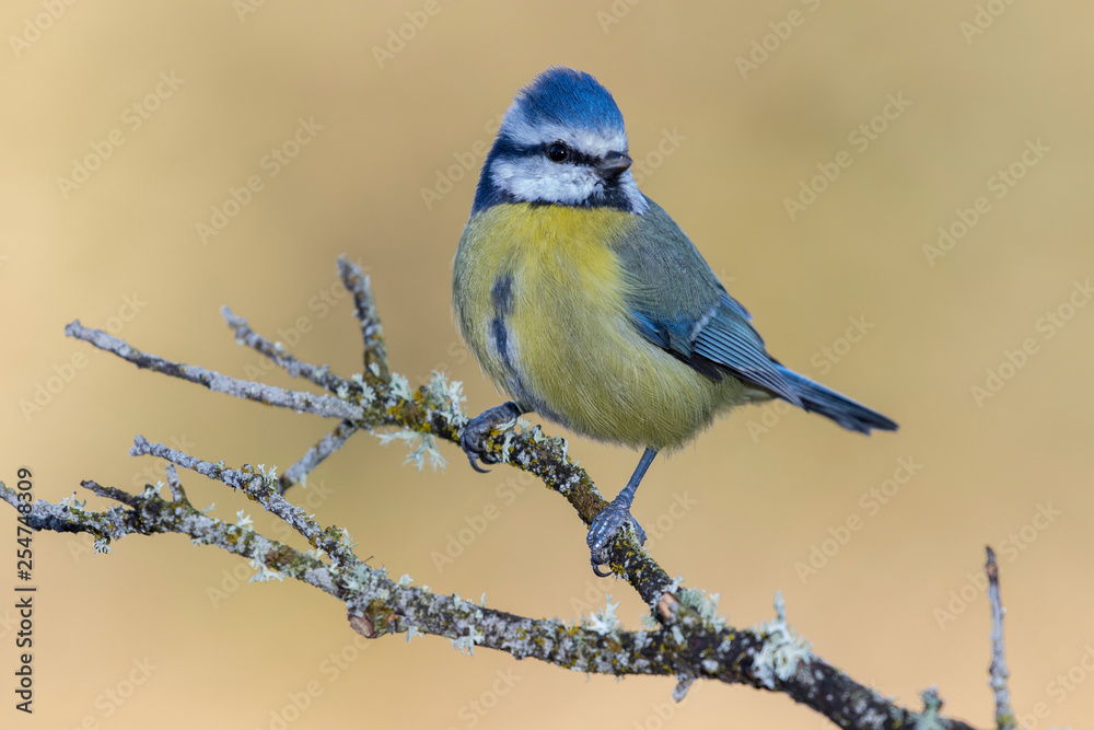 Obraz premium Blue tit (Eurasian blue tit, Cyanistes caeruleus) on the branch of a tree in the blurred background