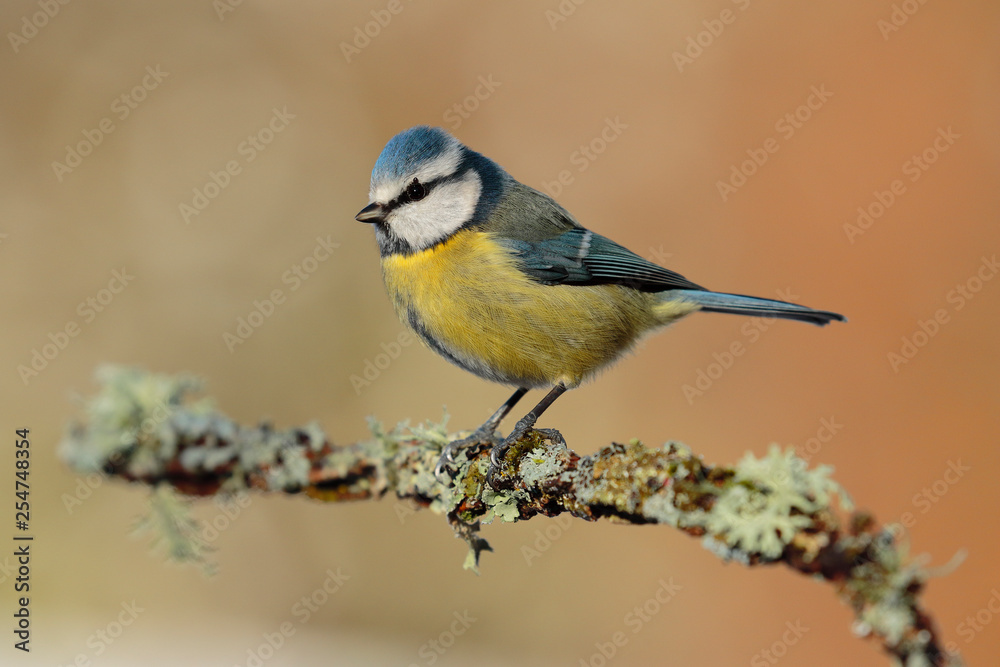Fototapeta premium Blue tit (Eurasian blue tit, Cyanistes caeruleus) on the branch of a tree in the blurred background