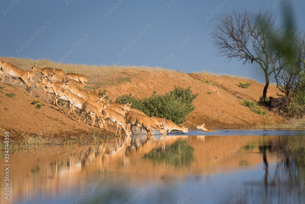 Saigas at a watering place drink water and bathe during strong heat and drought. Saiga tatarica is listed in the Red Book, Chyornye Zemli (Black Lands) Nature Reserve, Kalmykia region, Russia. Saigas at a watering place drink water and bathe during strong heat and drought. Saiga tatarica is listed in the Red Book, Chyornye Zemli (Black Lands) Nature Reserve, Kalmykia region, Russia.