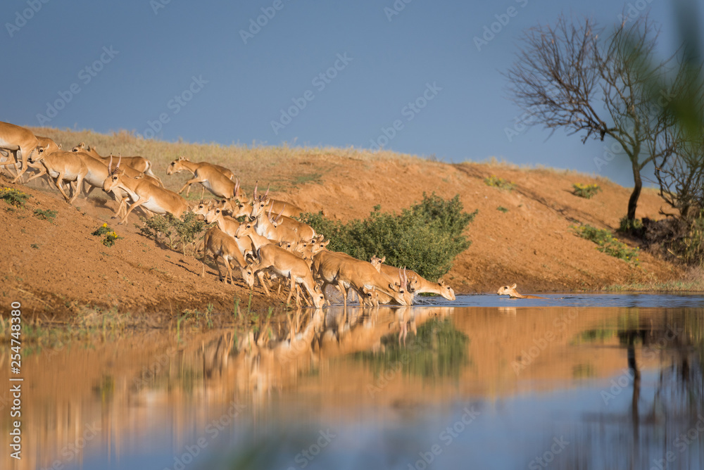 Saigas at a watering place drink water and bathe during strong heat and drought. Saiga tatarica is listed in the Red Book, Chyornye Zemli (Black Lands) Nature Reserve, Kalmykia region, Russia. Saigas at a watering place drink water and bathe during strong heat and drought. Saiga tatarica is listed in the Red Book, Chyornye Zemli (Black Lands) Nature Reserve, Kalmykia region, Russia.