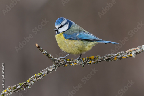 Blue tit (Eurasian blue tit, Cyanistes caeruleus) on the branch of a tree in the blurred background