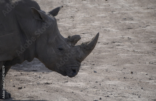 Rhino in profile