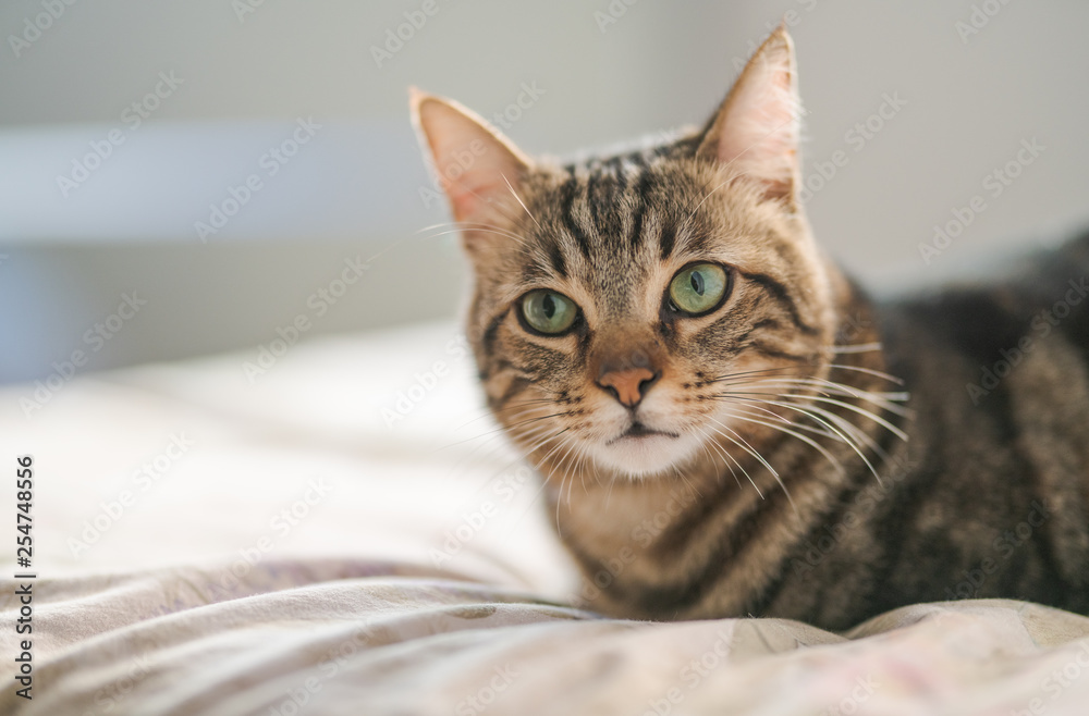 Beautiful short hair cat lying on the bed at home