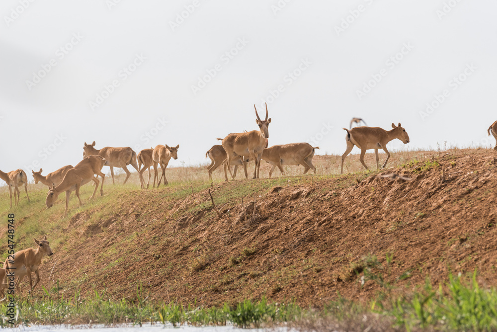 Saigas at a watering place drink water and bathe during strong heat and drought. Saiga tatarica is listed in the Red Book, Chyornye Zemli (Black Lands) Nature Reserve, Kalmykia region, Russia. Saigas at a watering place drink water and bathe during strong heat and drought. Saiga tatarica is listed in the Red Book, Chyornye Zemli (Black Lands) Nature Reserve, Kalmykia region, Russia.
