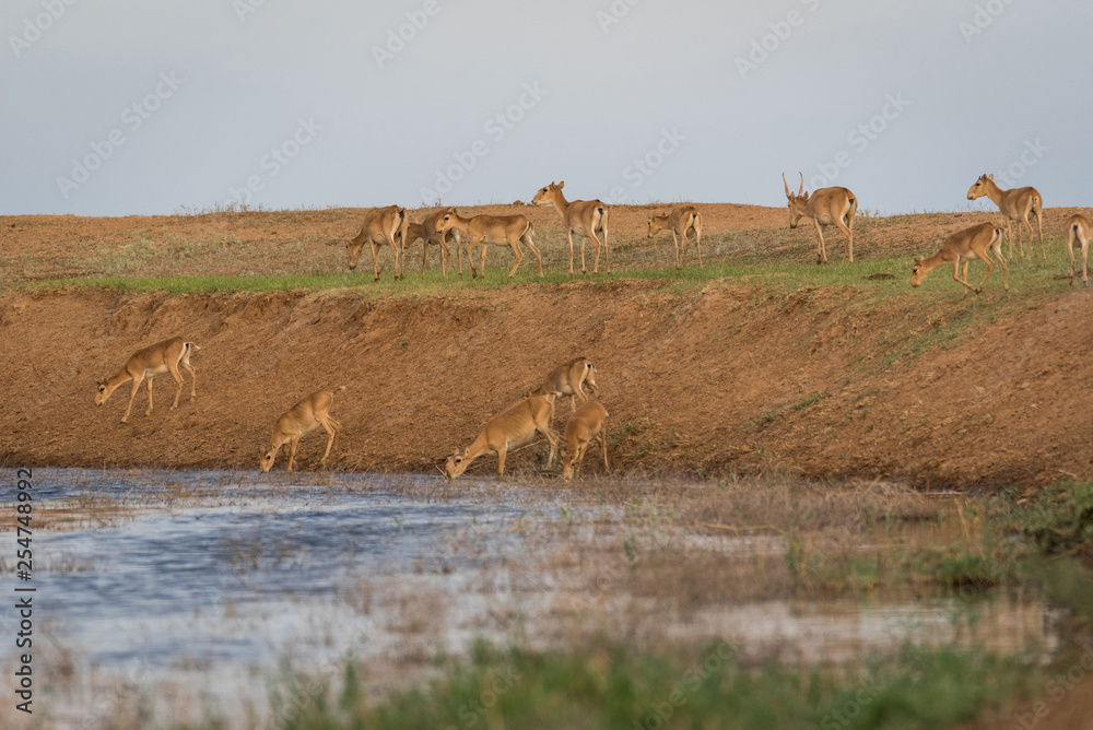 Saigas at a watering place drink water and bathe during strong heat and drought. Saiga tatarica is listed in the Red Book, Chyornye Zemli (Black Lands) Nature Reserve, Kalmykia region, Russia. Saigas at a watering place drink water and bathe during strong heat and drought. Saiga tatarica is listed in the Red Book, Chyornye Zemli (Black Lands) Nature Reserve, Kalmykia region, Russia.