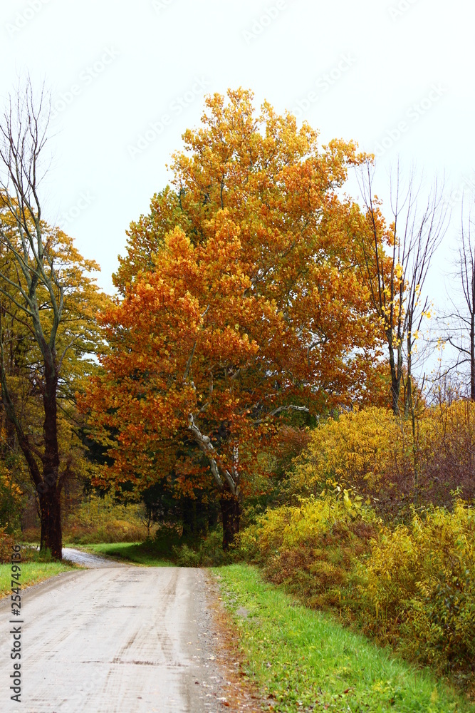 Naklejka premium country road in fall