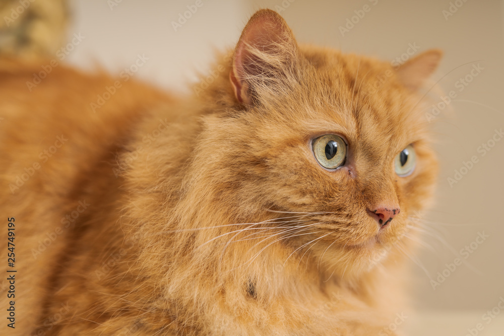 Beautiful ginger long hair cat sitting on table at home