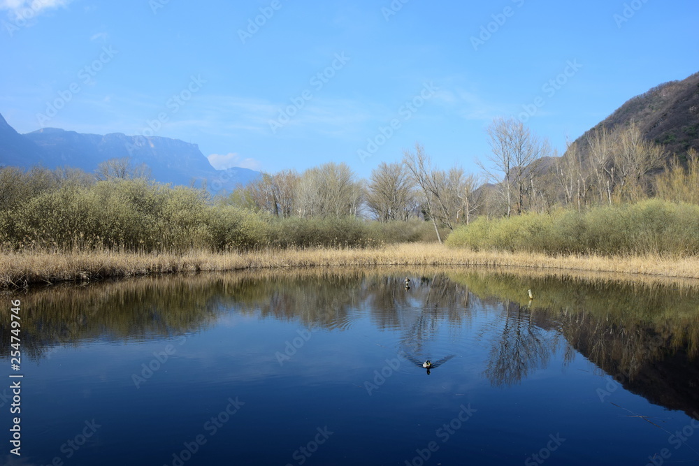 Biotop - Teich am Kalterer See in Südtirol