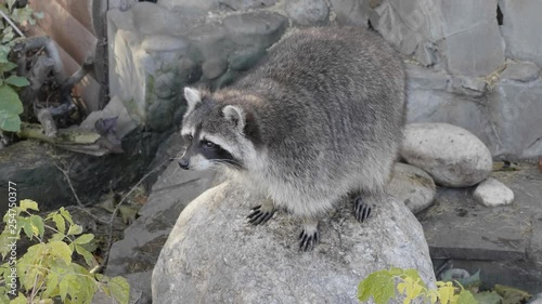 Cute young raccoon on the stone in the warm summer day at the forest.