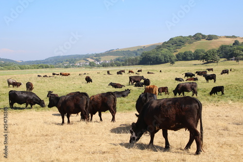 herd of cows grazing in the field © Dan