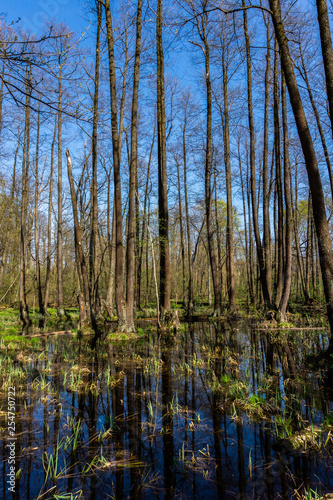 Spring forest is reflected in the marsh at sunny day. Landscape of spring forest