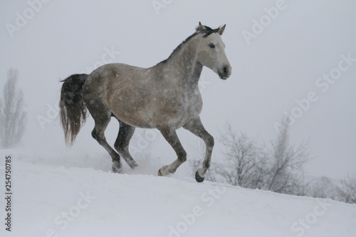 arab horse on a snow slope  hill  in winter.  The stallion is a cross between the Trakehner and Arabian breeds. In the background are trees