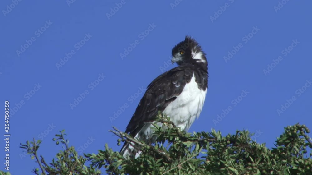a black chested snake eagle watching from a tree.mov a black chested snake eagle watching from a tree.mov