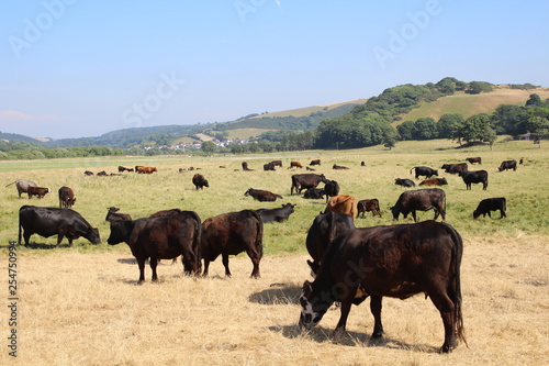 herd of cows grazing  © Dan