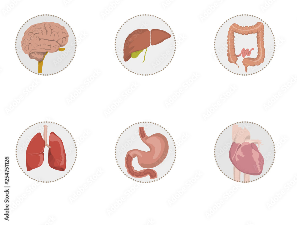 Illustration of icons of human organs, heart, brain, liver, intestine, stomach, lungs  graphic icons of human organs with their names. heart, brain, liver, intestine, stomach, lungs