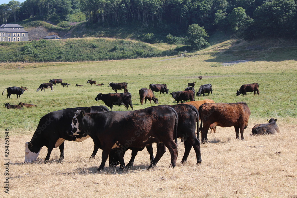 herd of cows grazing herd of cows grazing
