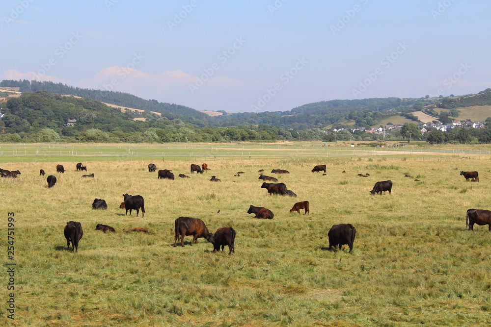 herd of cows grazing 