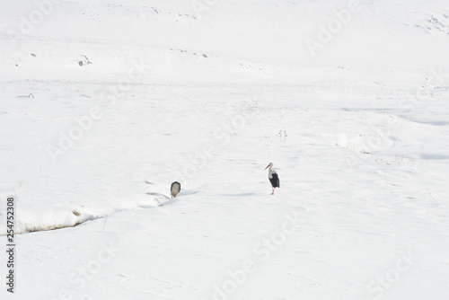 White stork in winter