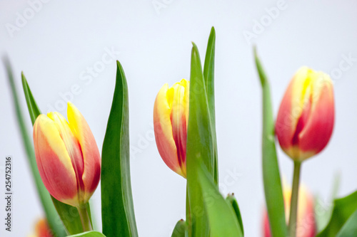 Bezauberndes Tulpenbl  ten-Ensemble als Ostergeschenk