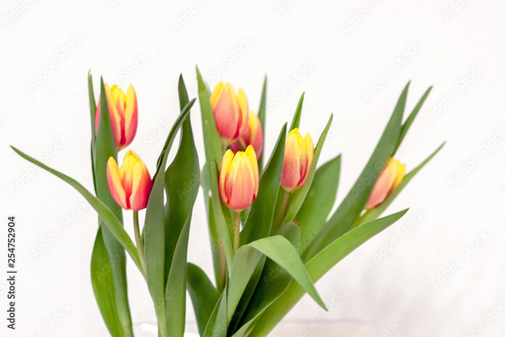 Bezauberndes Tulpenblüten-Ensemble als Ostergeschenk Bezauberndes Tulpenblüten-Ensemble als Ostergeschenk