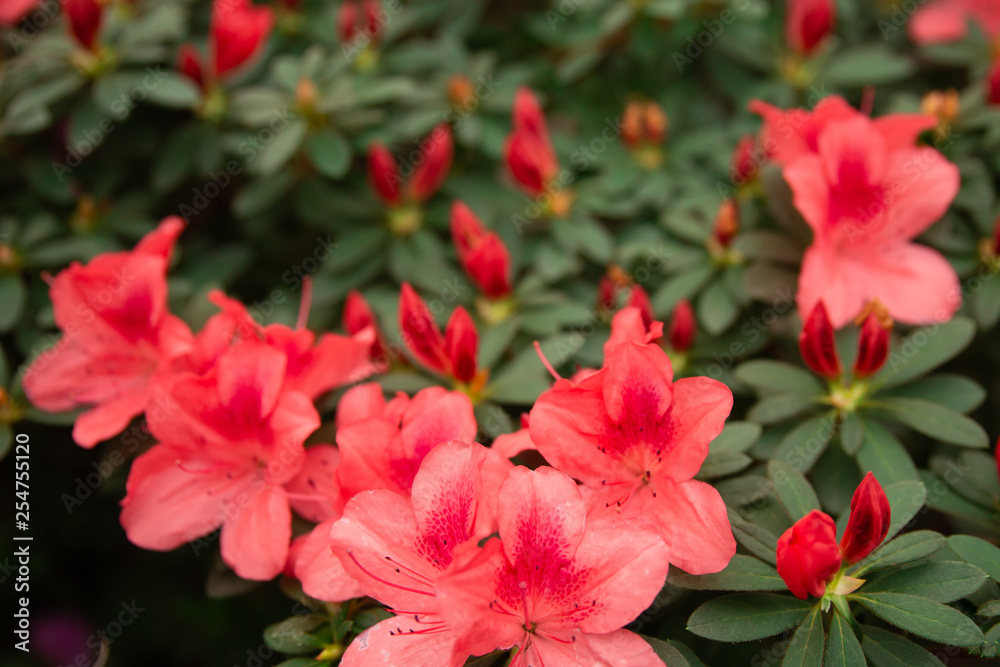 Obraz premium Big red azalea blooming. Flowers of azalea close up. Background full of flower. Rhododendron tree in springtime.
