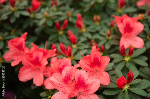 Big red azalea blooming. Flowers of azalea close up. Background full of flower. Rhododendron tree  in springtime.