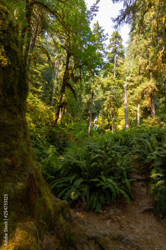 forest path along side of pacific northwest forest