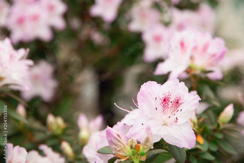 Azalea tree blooming. Flowers of azalea close up. Background full of flower. Rhododendron tree in springtime. Azalea tree blooming. Flowers of azalea close up. Background full of flower. Rhododendron tree in springtime.
