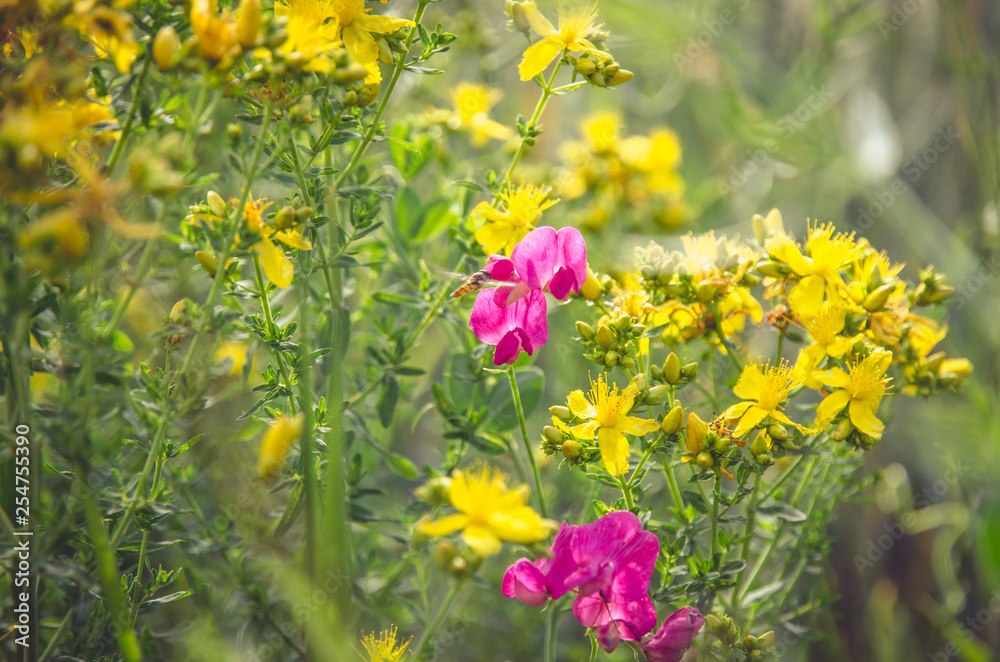 Fototapeta premium colorful rural flowers