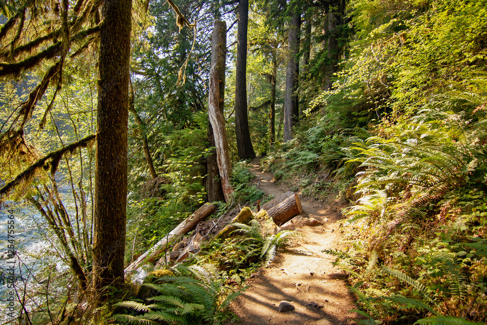 path cut through forest along river edge in washington path cut through forest along river edge in washington