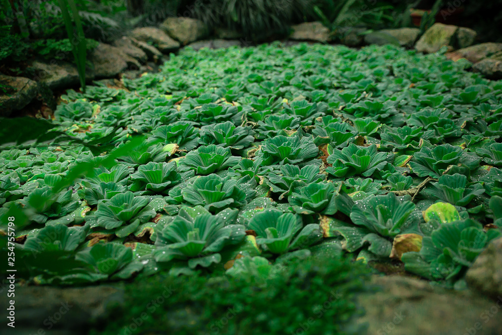 Obraz premium Water plants on a pond. The green carpet of aquatic plant in a garden.Tropical aquatic, water lettuce.