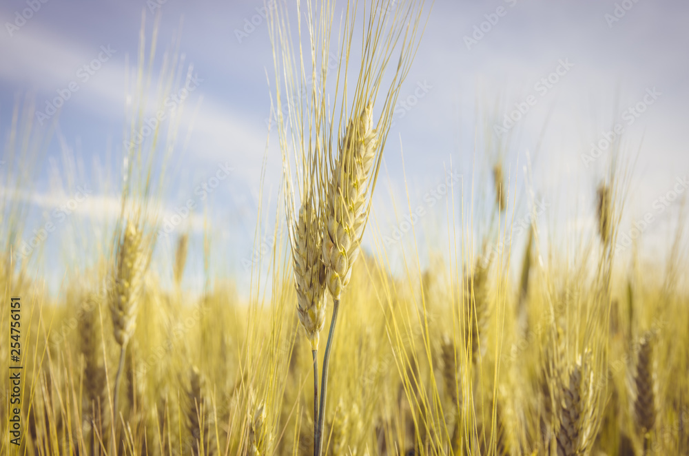 green rye field and blue sky