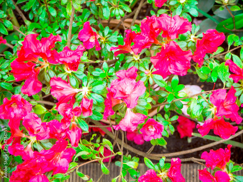 Beautyful flower  Rhododendron 