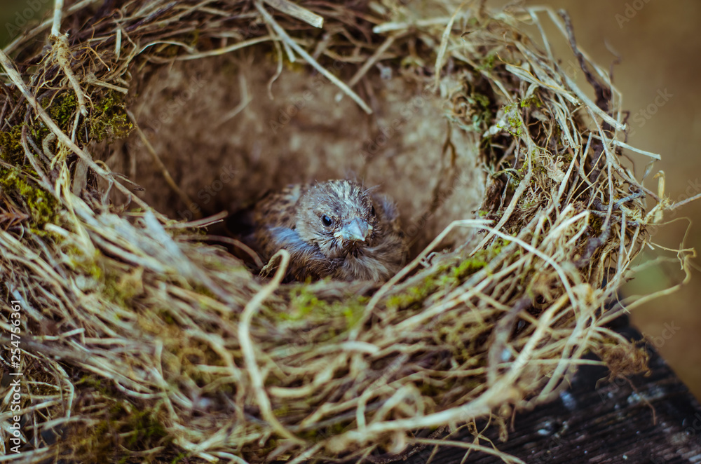 house sparrow in nest house sparrow in nest