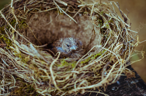 house sparrow in nest