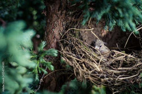 house sparrow in nest