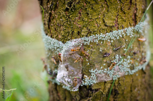 tree protection
