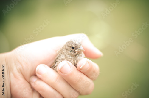 house sparrow in human hand © katarinagondova