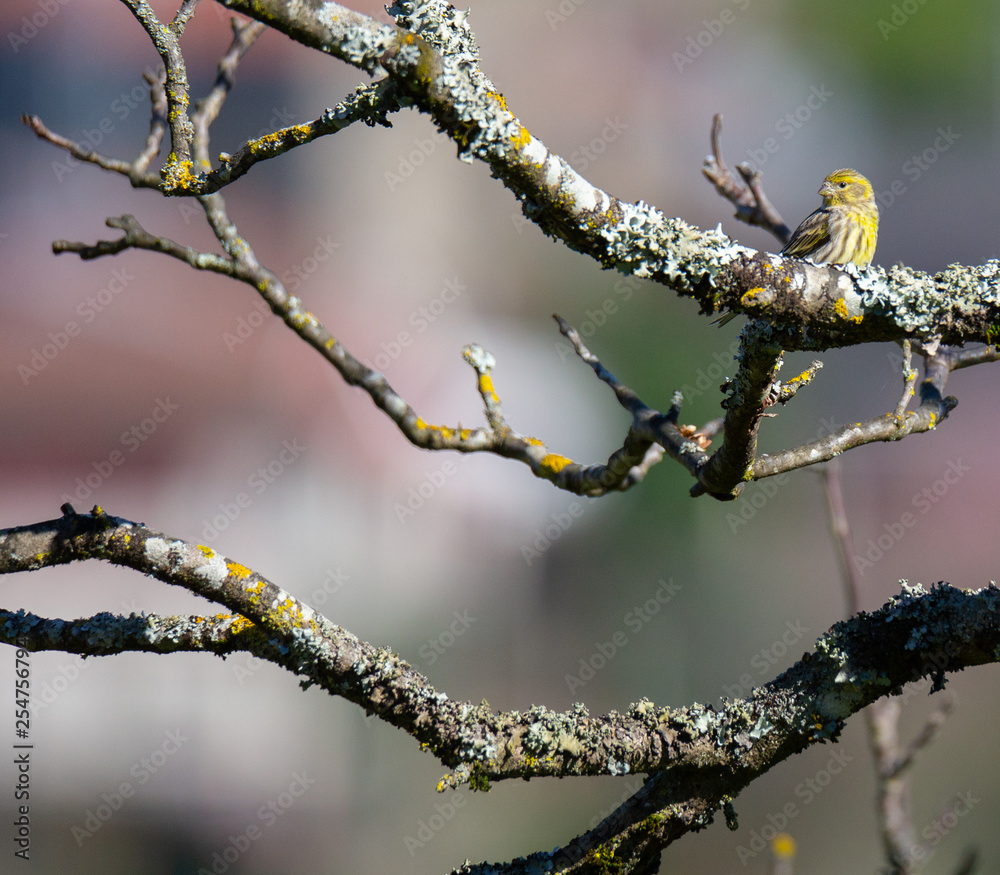 Serinus serinus (Chamariz) cute yellow songbird in Braga, Portugal.