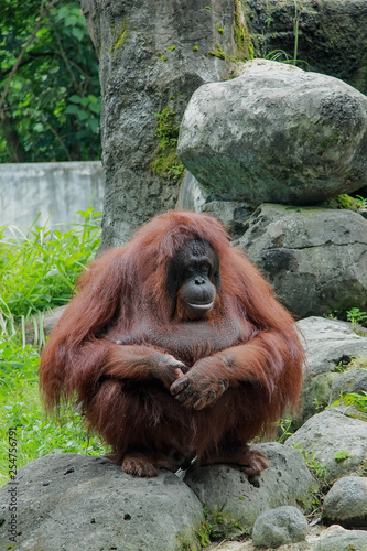 orangutan sit on rocks