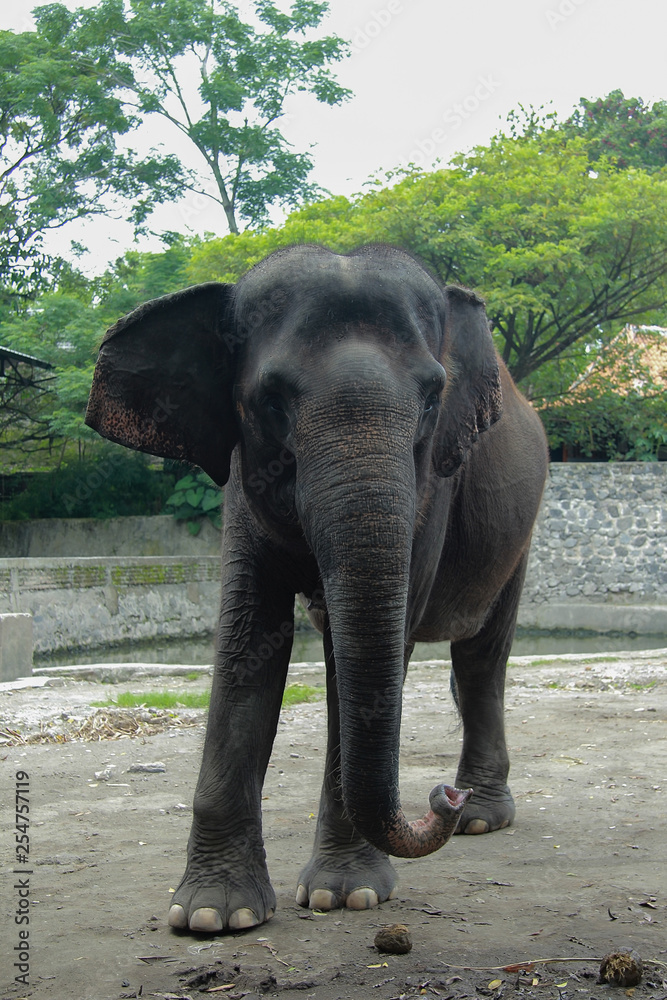 elephant in gembiraloka zoo