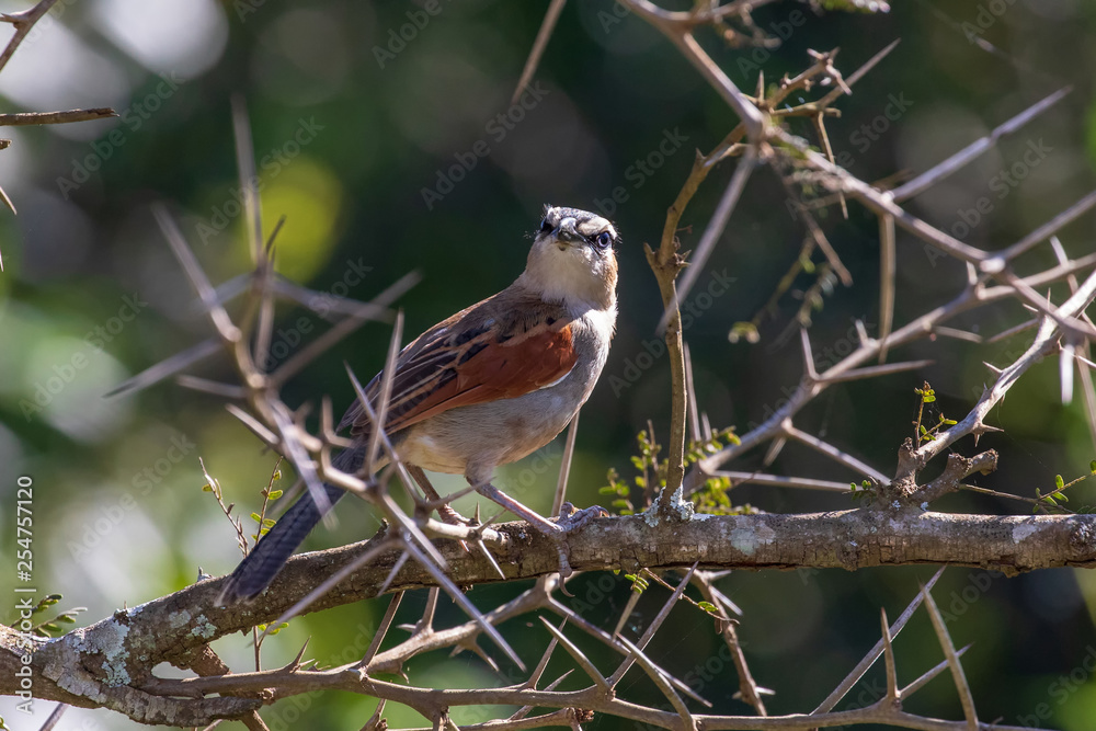 Dorntschagra Dorntschagra