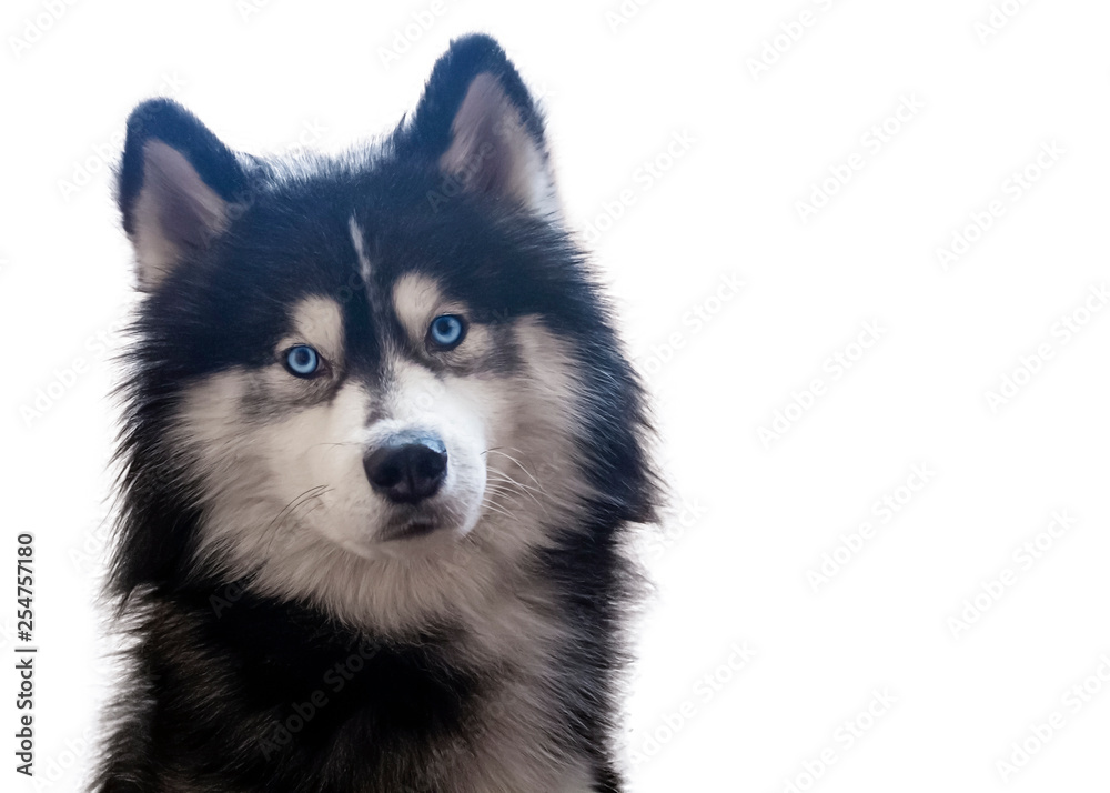 Adorable siberian husky sitting and looks at camera with his bright blue eyes. Turns his head to the side. Isolated