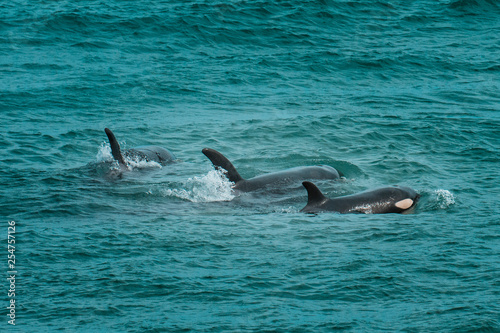 Orcas hunting sea lions, Patagonia , Argentina