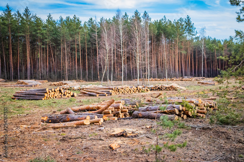Industrial planned deforestation in spring, fresh green pine lies on the ground amid stumps photo