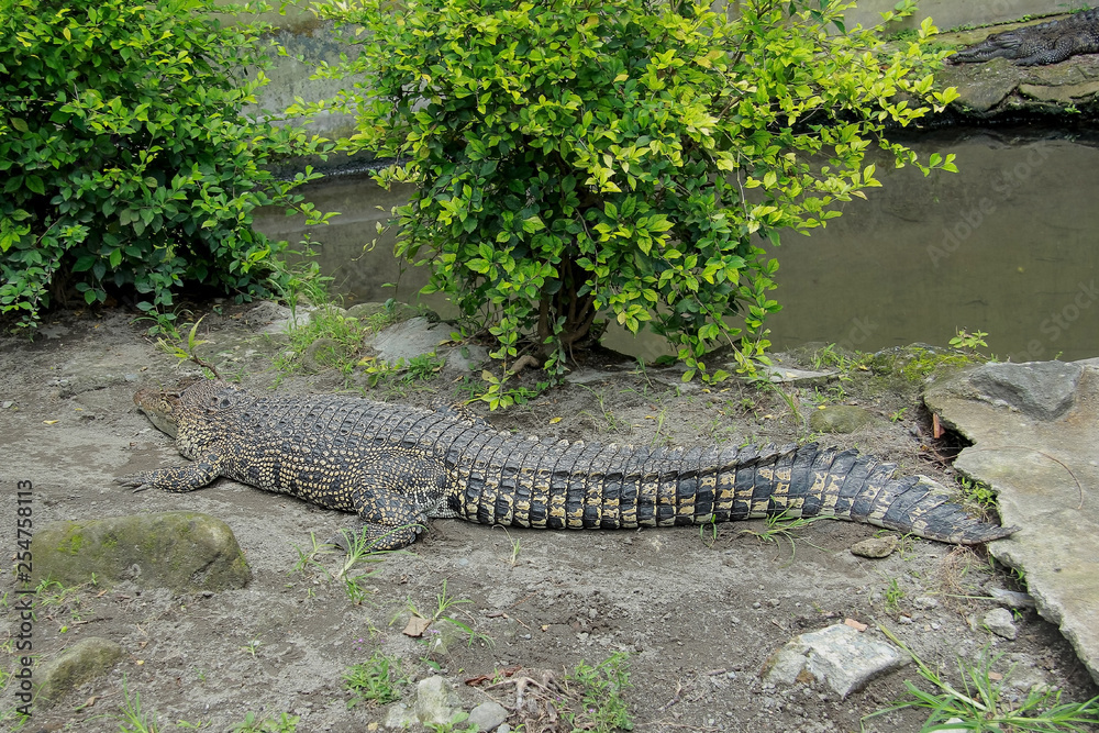 crocodiles on land are sunbathing crocodiles on land are sunbathing