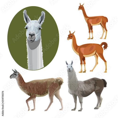 South American animals